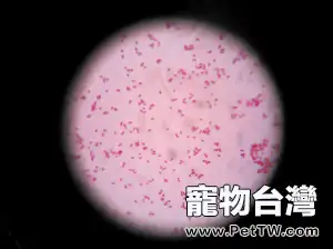 貓感染性腹瀉及診療