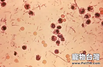 貓感染性腹瀉及診療