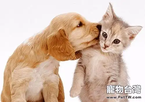 貓狗也能互幫互助