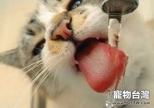 貓咪飲水器的作用及使用方法