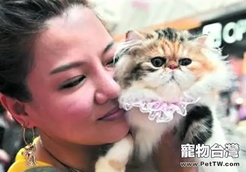 如何安全的接觸貓咪(1圖)-寵物台灣