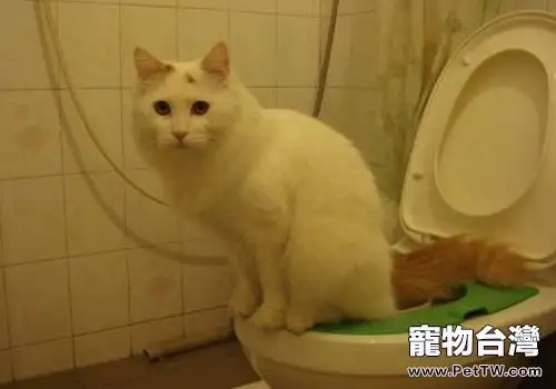 貓咪在馬桶上上廁所真的好嗎？