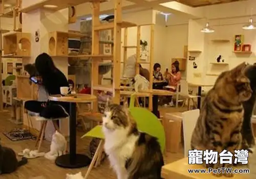 以貓咪為噱頭的餐廳酒店前途光明?(1圖)-寵物台灣
