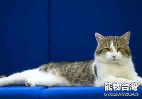 獨立的貓咪,不需要我們也能過得很好?(1圖)-寵物台灣