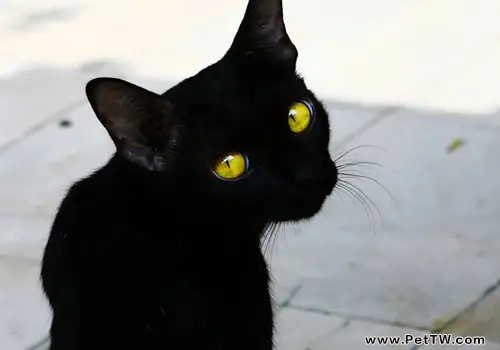 為什麼黑貓常遭人歧視？