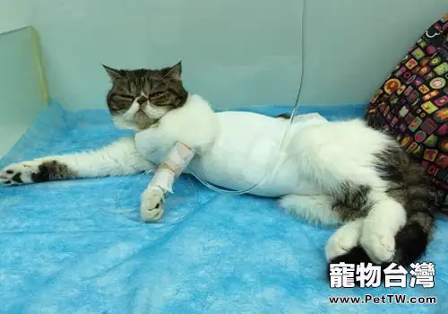  貓咪常見病的輸液療法