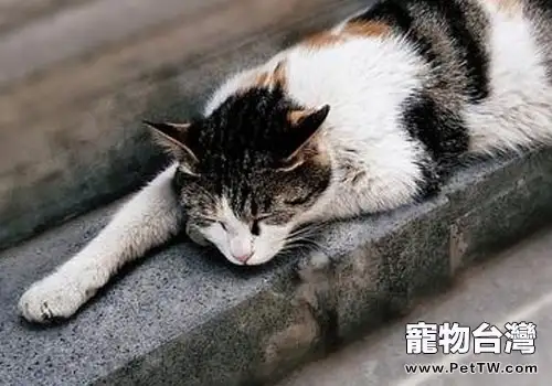 貓咪自發性膀胱炎的診斷及治療(1圖)-寵物台灣