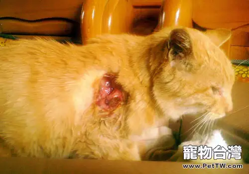 貓咪受傷後傷口的處理方法