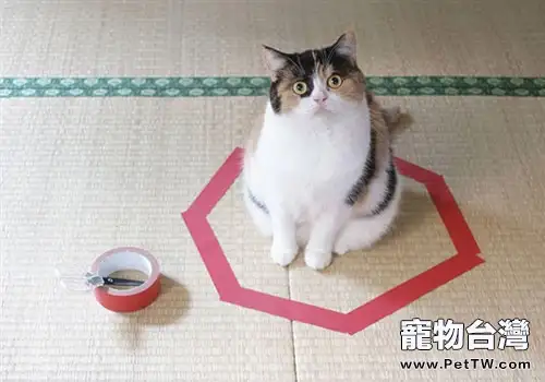 畫個圈就能圈住貓咪是真的嗎？