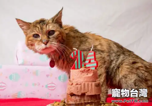 如何讓貓咪活的更長久