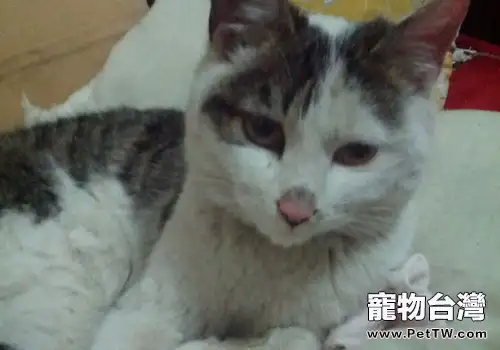 貓披衣菌肺炎的致病機理及症狀(1圖)-寵物台灣
