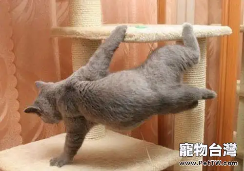 貓咪的求助訊號