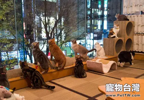 用貓咪招攬生意有利有弊（1圖）-寵物台灣