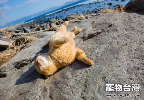 帶上貓咪去旅行