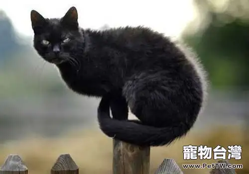 貓咪也能護主嗎？