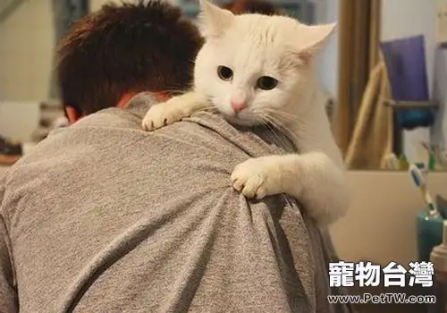 貓咪如何與我們交流？（1圖）-寵物台灣