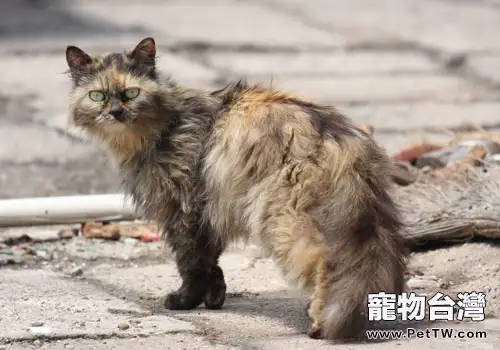 給流浪貓一個家