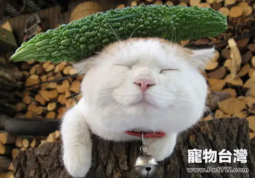 貓咪真的怕黃瓜嗎？