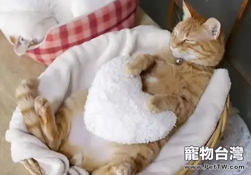 貓血栓的流行病學與治療(1圖)-寵物台灣