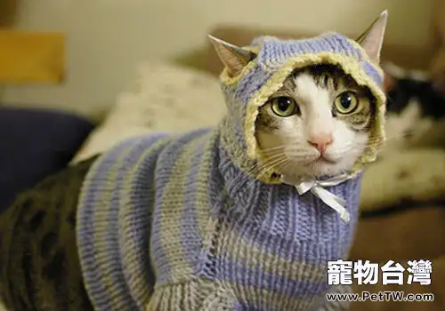 冬天了，貓咪美容打扮有講究