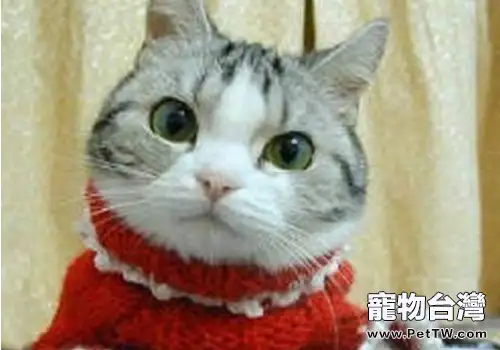 冬天了，貓咪美容打扮有講究
