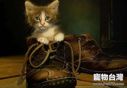 貓咪穿上鞋子就不會走路？