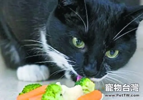 素食害死貓?