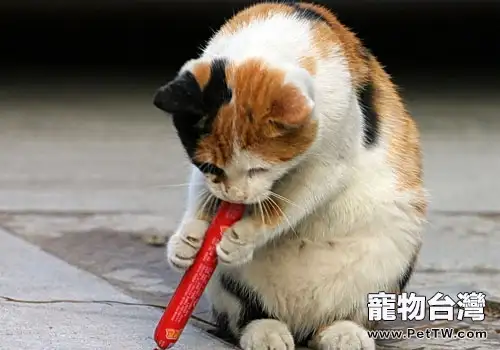 貓的炎性腸道疾病(1圖)-寵物台灣