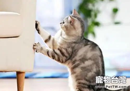 不要讓沙發成為貓咪的練爪之處(1圖)-寵物台灣