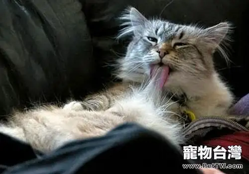 化毛膏使用的注意事項（1圖）-寵物台灣