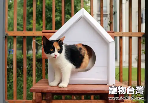 給貓咪眾籌一個大房子？