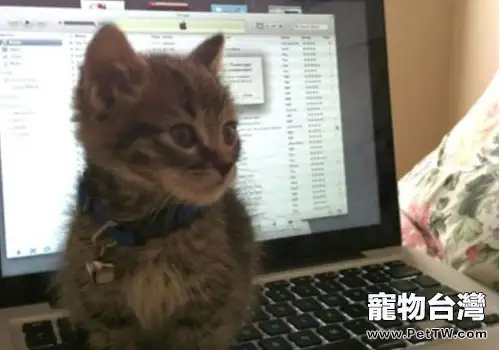 貓咪喜歡爬鍵盤怎麼辦？