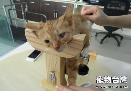 針灸在貓咪臨床的應用