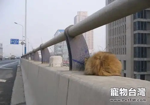 高架貓領養,關注弱勢動物救助(1圖)-寵物台灣