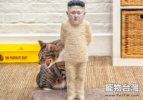快過年了，給貓咪一個新型的貓爪板吧