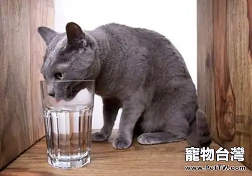 冬天如何讓貓咪盡情喝水（共2張圖片）-寵物台灣