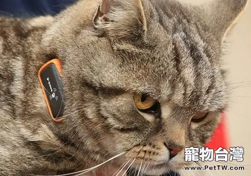 貓咪GPS：主人再也不用擔心貓咪走失了