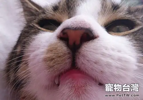  貓咪嘴唇利於嗅覺？