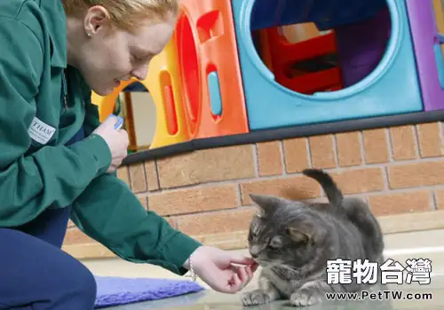 在遊戲中進階:貓咪訓練不再單調(1圖)-寵物台灣