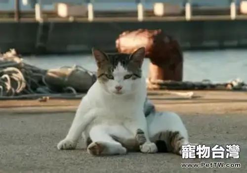 貓咪坐船要準備什麼-(1圖)-寵物台灣