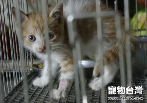 貓咪領養:怎麼找到合適你的貓咪?(1圖)-寵物台灣