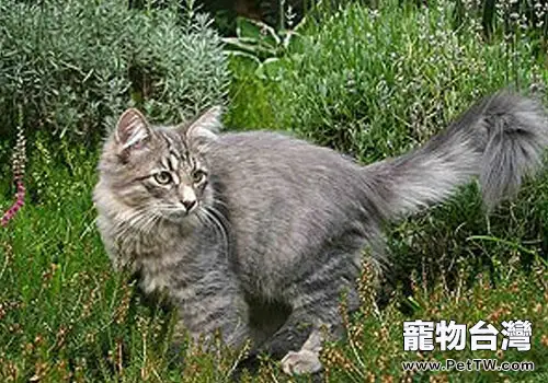 名聲在外的西伯利亞森林貓