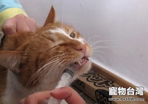 貓咪不肯吃藥?教你實用貓咪餵藥技巧(1圖)-寵物台灣