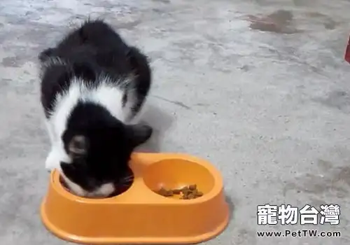 不要讓貓咪養成壞的進食習慣