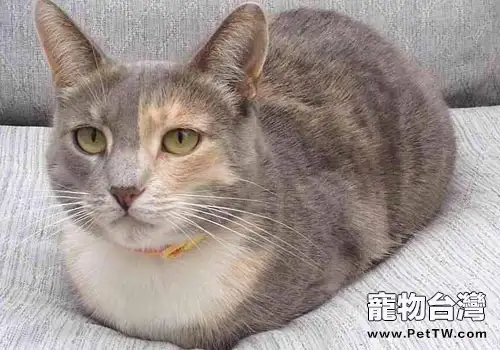 姿勢感人：貓咪為什麼喜歡蹲著？