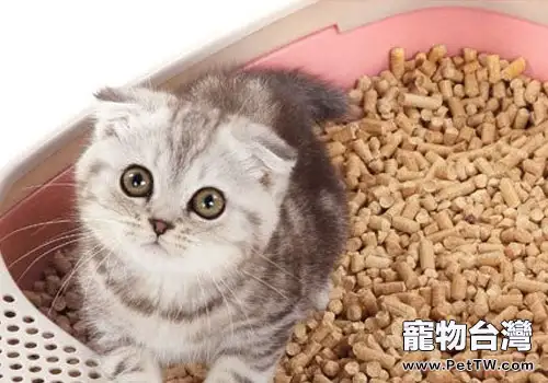 貓咪超實用貓砂訓練方法