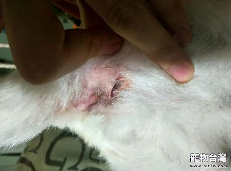 貓肛門囊腫的診斷與治療