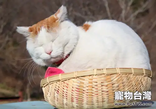 悲傷的故事:貓咪為什麼吃多長不胖?