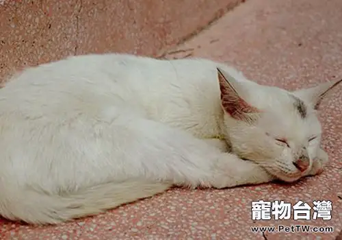 用什麼方法來制止貓咪的惡劣行為?(1圖)-寵物台灣