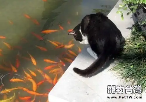 貓咪神奇技能:尾巴釣魚？